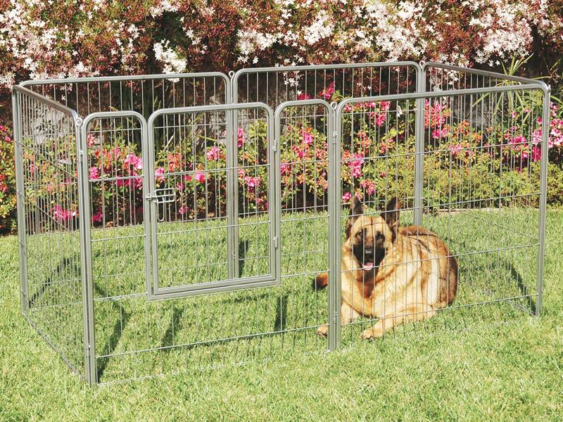 A dog is enclosed in the rectangular exercise pens.