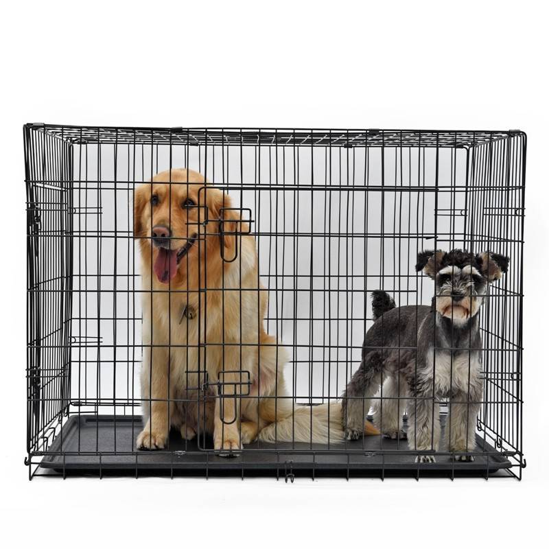 Two larger dogs are sitting in the large model wire dog crate.