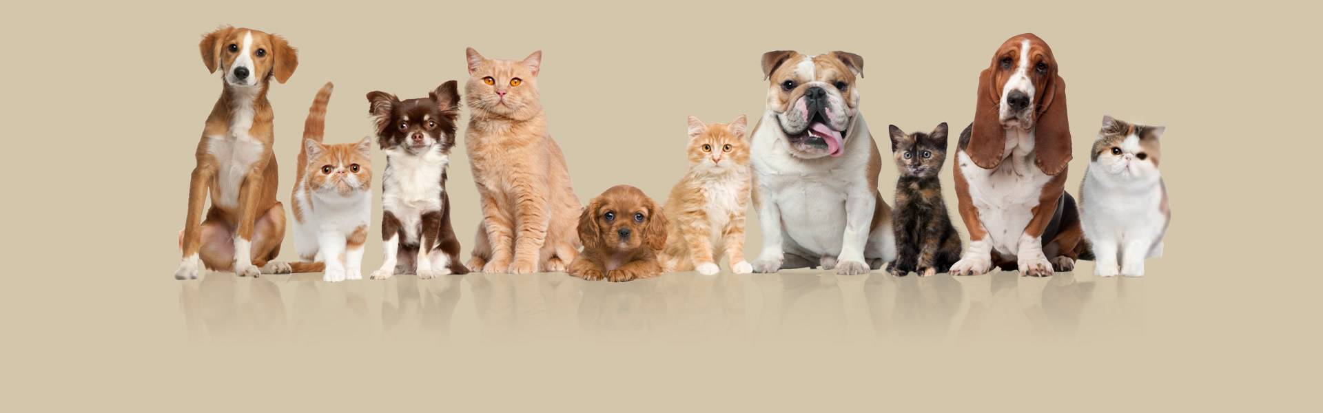 Several different dogs and cats on brown background